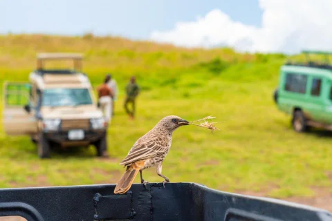 The Value of a Professional Concierge Service When Traveling to Kenya
